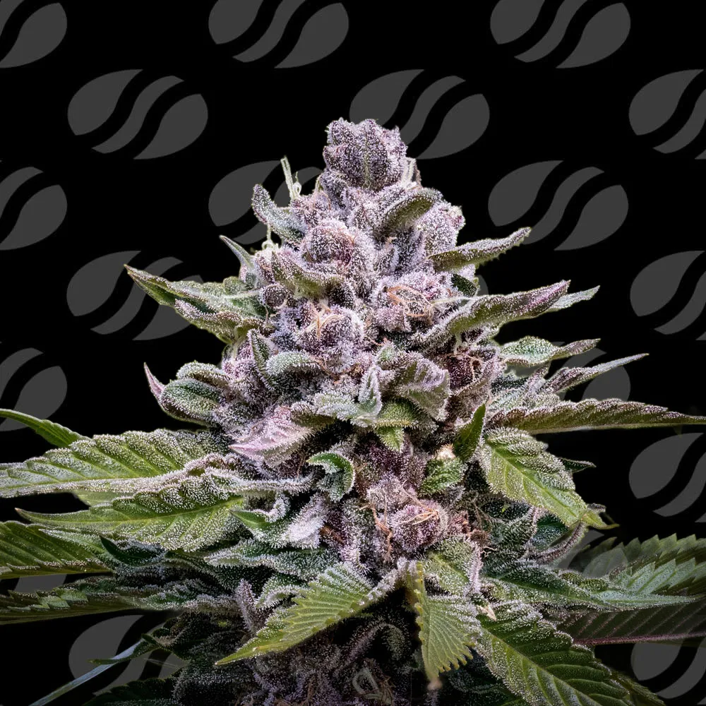 Zoapaya Auto Original Sensible Seeds