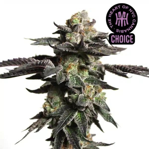 Zombie Death Fuck HMC Edition Blimburn Seeds