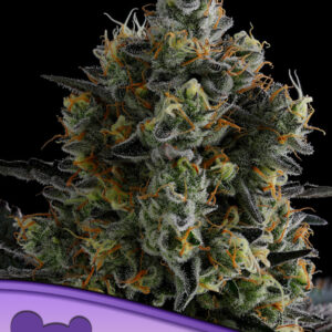 Zoomiez von Anesia Seeds