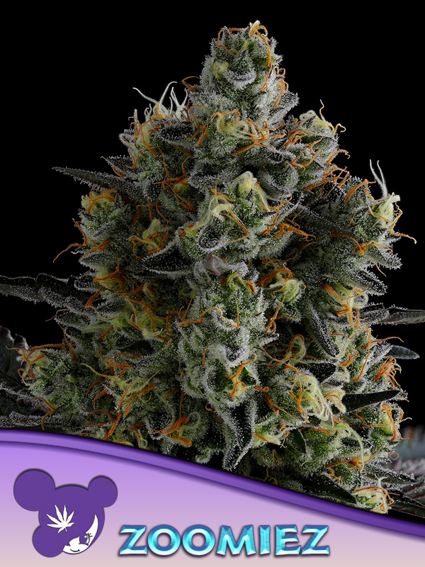 Zoomiez von Anesia Seeds