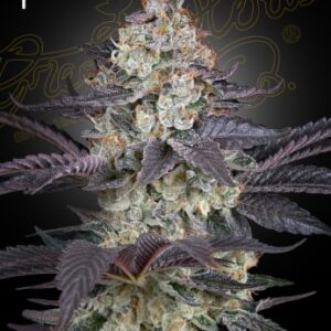 Ztrawberry von Green House Seed Co.