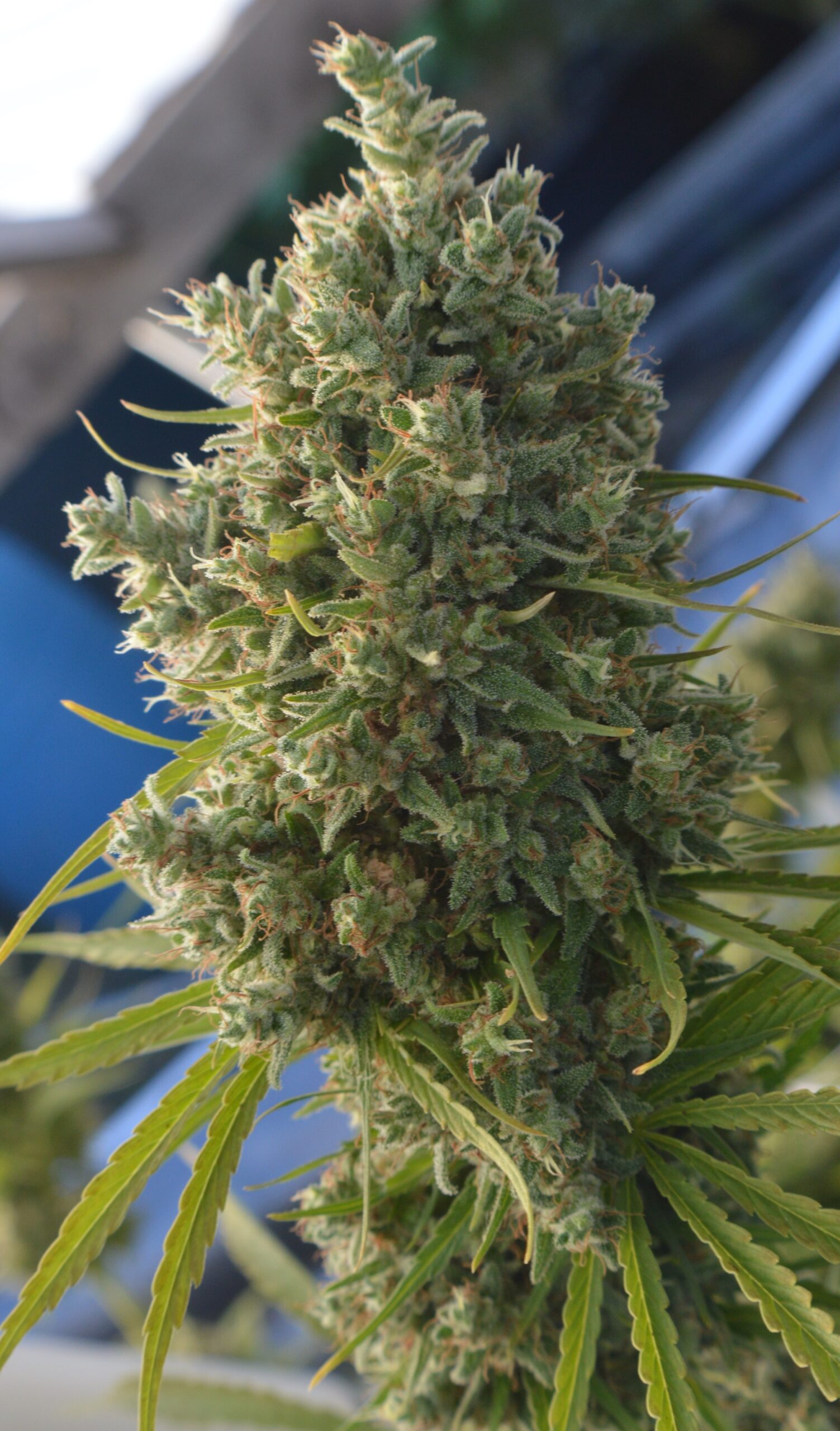 Killer A5 Haze von ACE Seeds