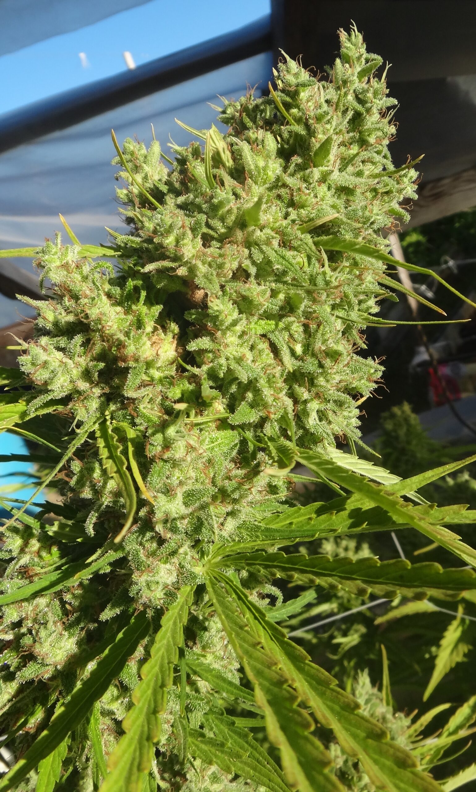 Killer A5 Haze von ACE Seeds