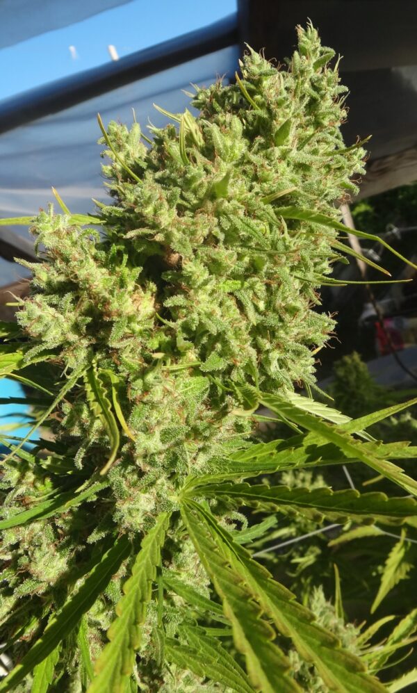 Killer A5 Haze von ACE Seeds