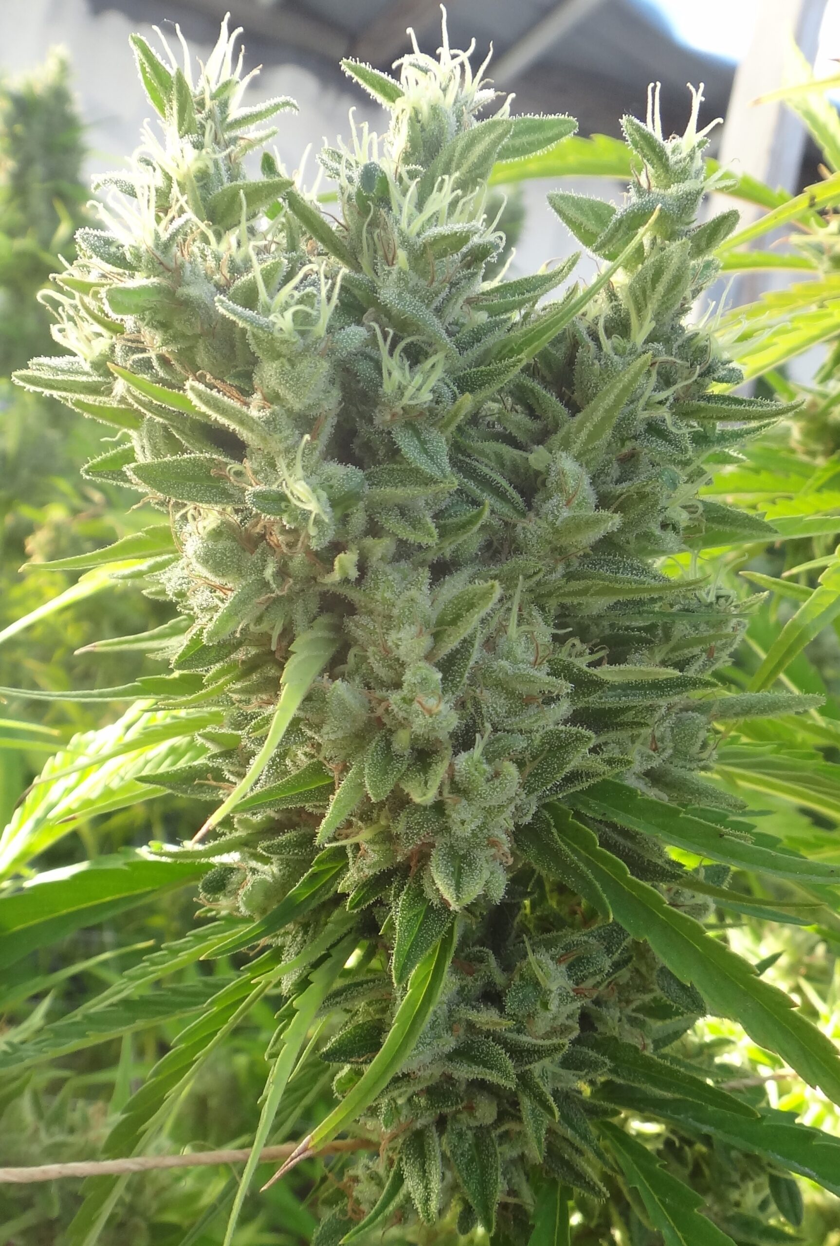 Killer A5 Haze von ACE Seeds