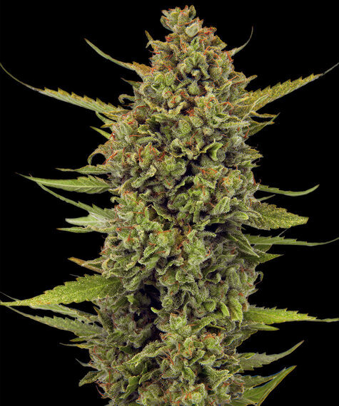 Acapulco Gold Barney's Farm