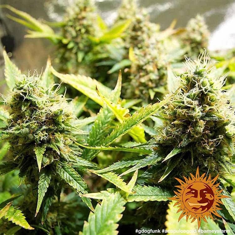 Acapulco Gold Barney's Farm