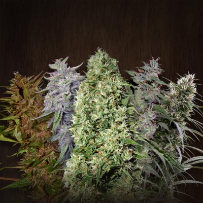 ACE Mix von ACE Seeds