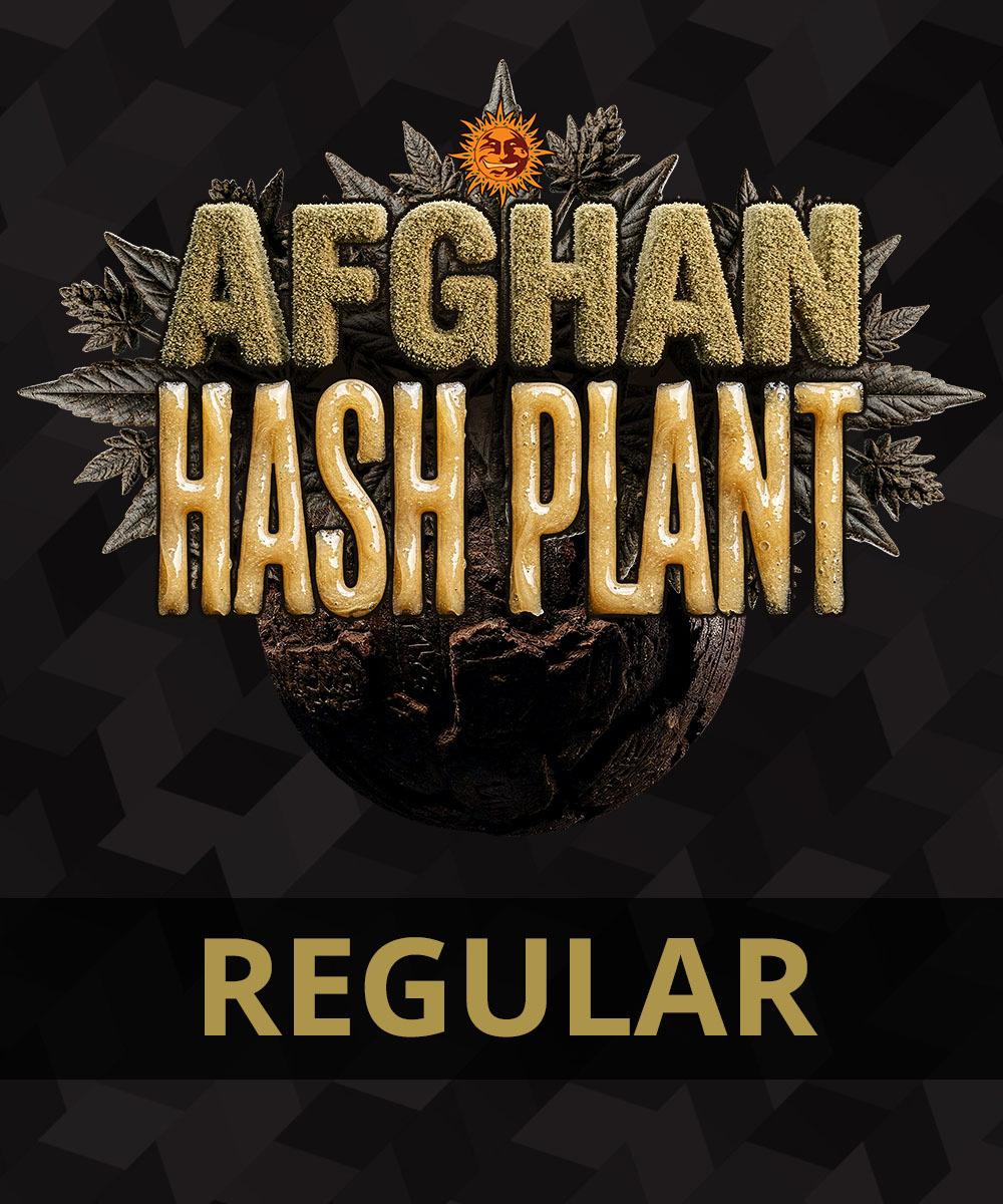 Afghan Hash Plant Barney's Farm