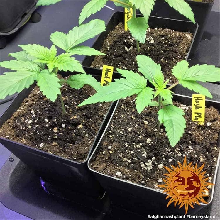 Afghan Hash Plant Barney's Farm