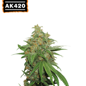 AK420 Auto von Seedstockers