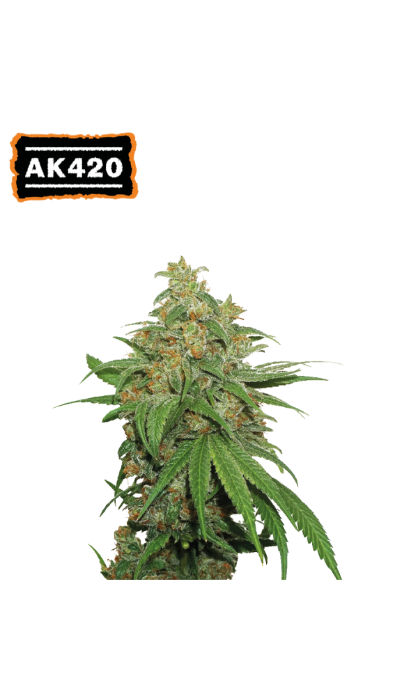 AK420 Auto von Seedstockers