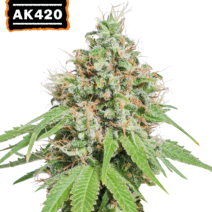 AK420 von Seedstockers