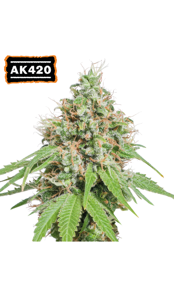 AK420 1 St. Seedstockers