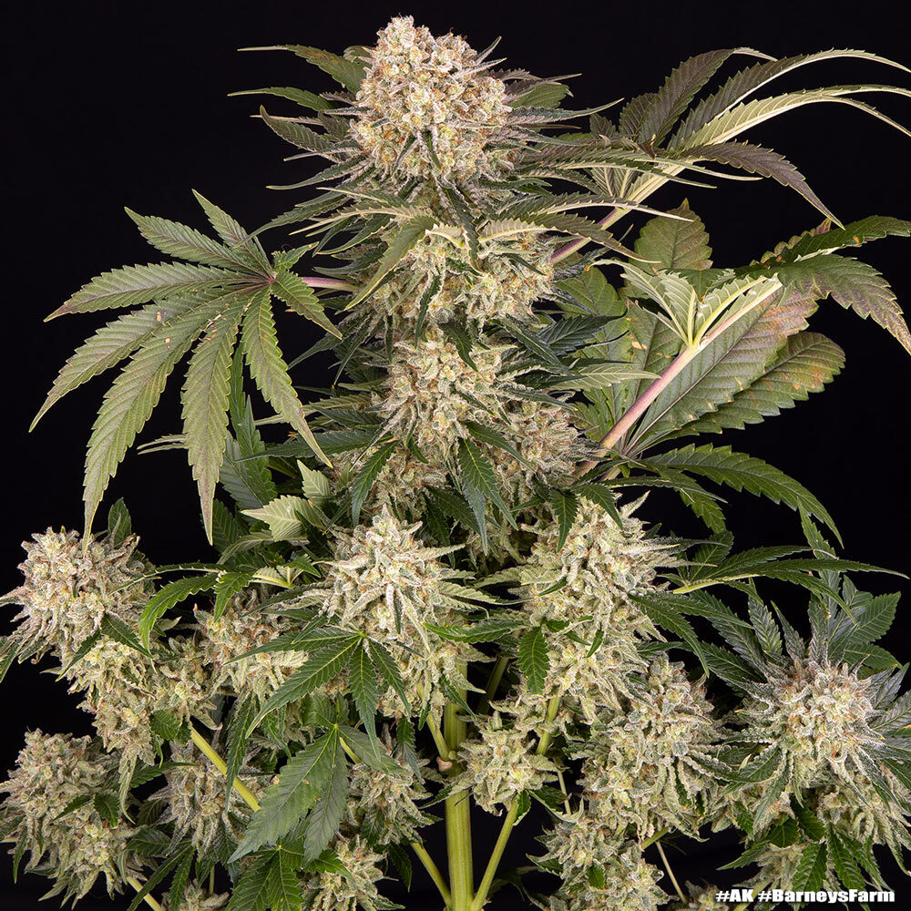 AK Barney's Farm