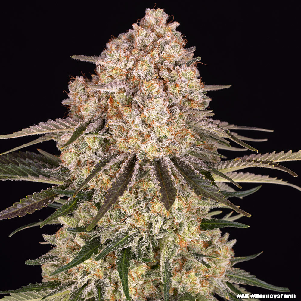 AK Barney's Farm