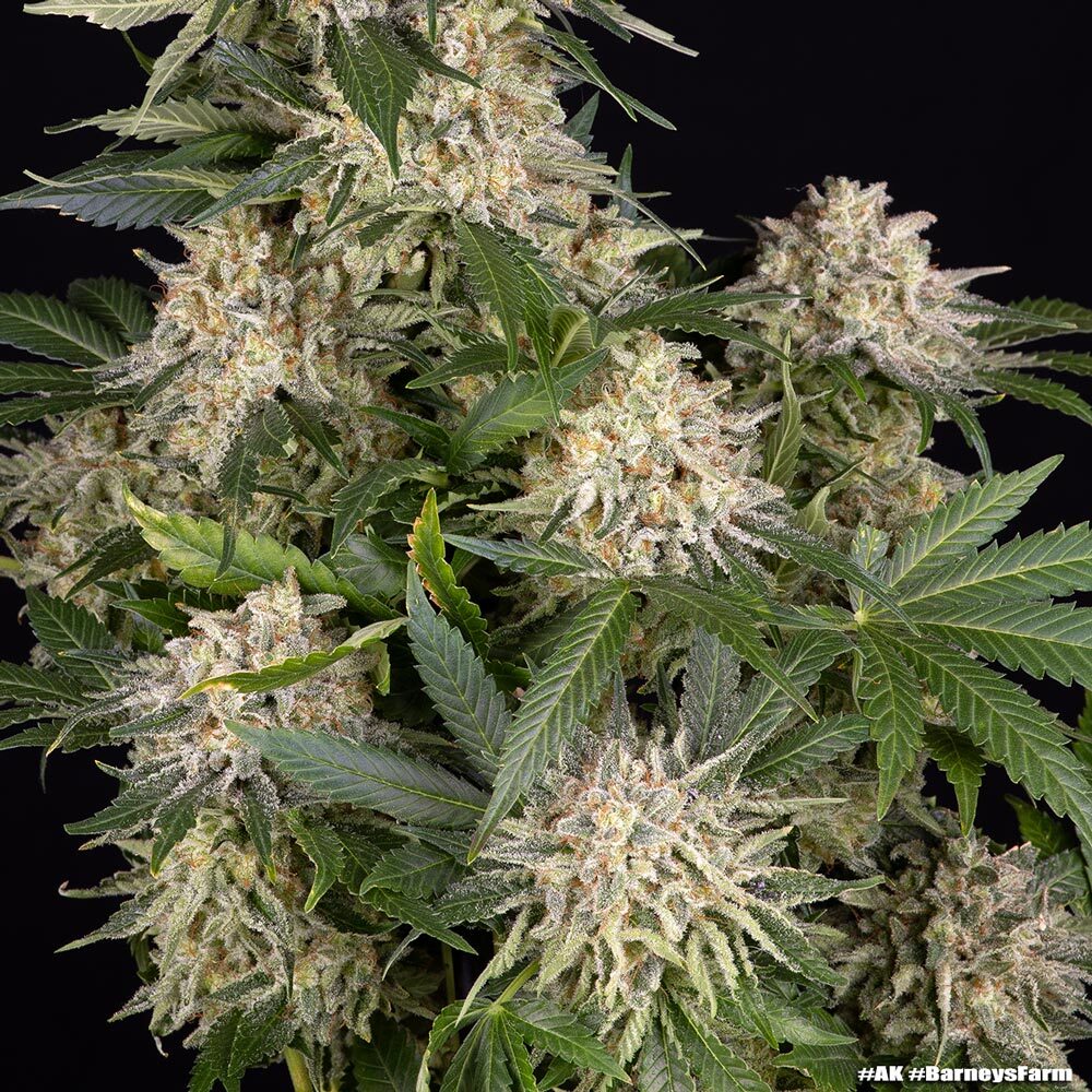 AK Barney's Farm