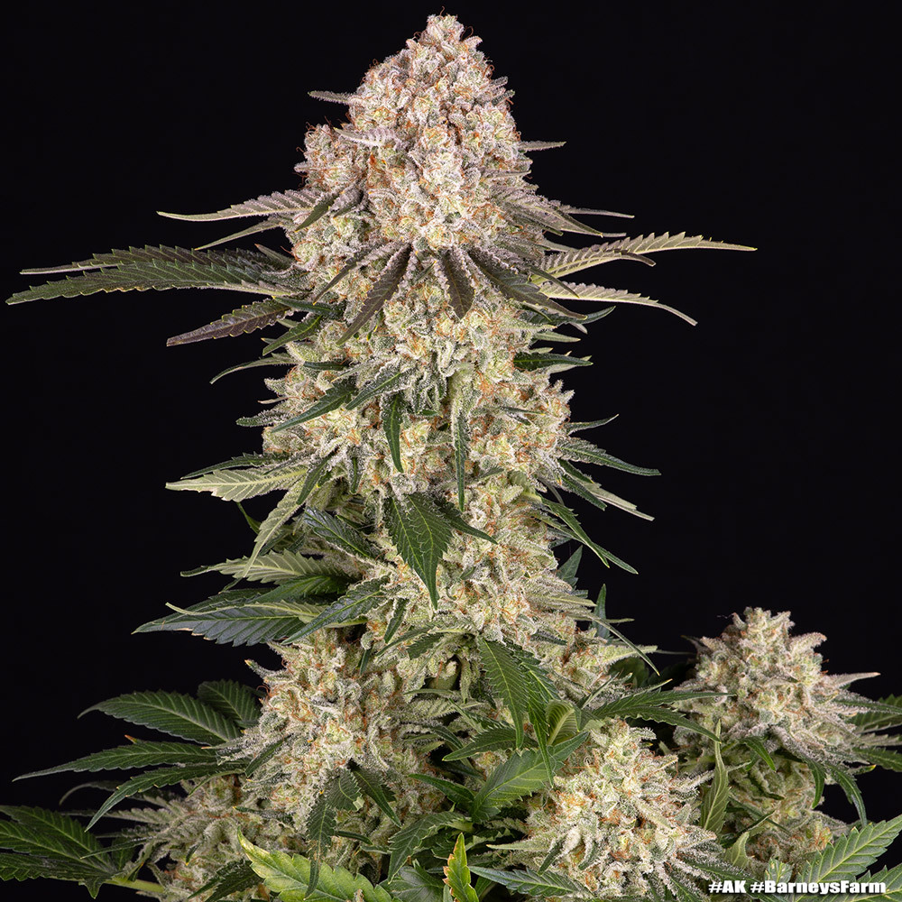 AK Barney's Farm