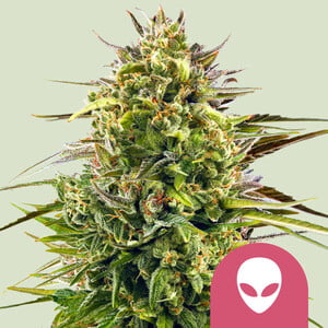Alien OG von Royal Queen Seeds