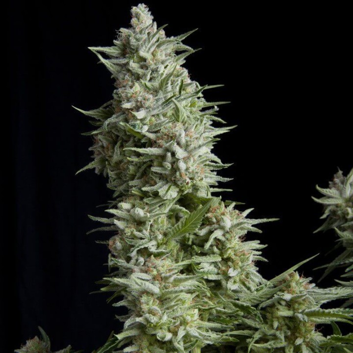 Alpujarreña Pyramid Seeds