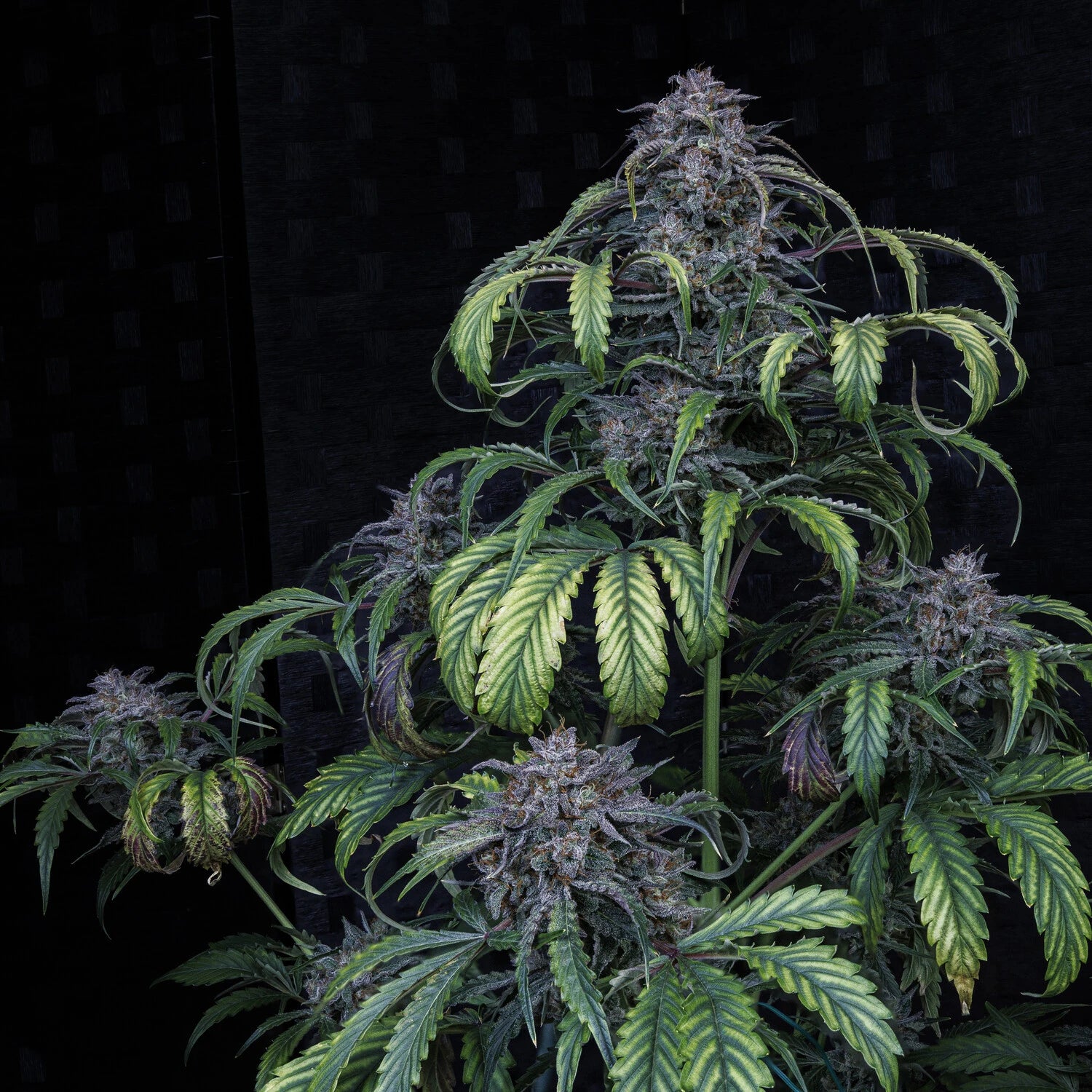 Rainbow Sundae 11 3+2 St. Mephisto Genetics