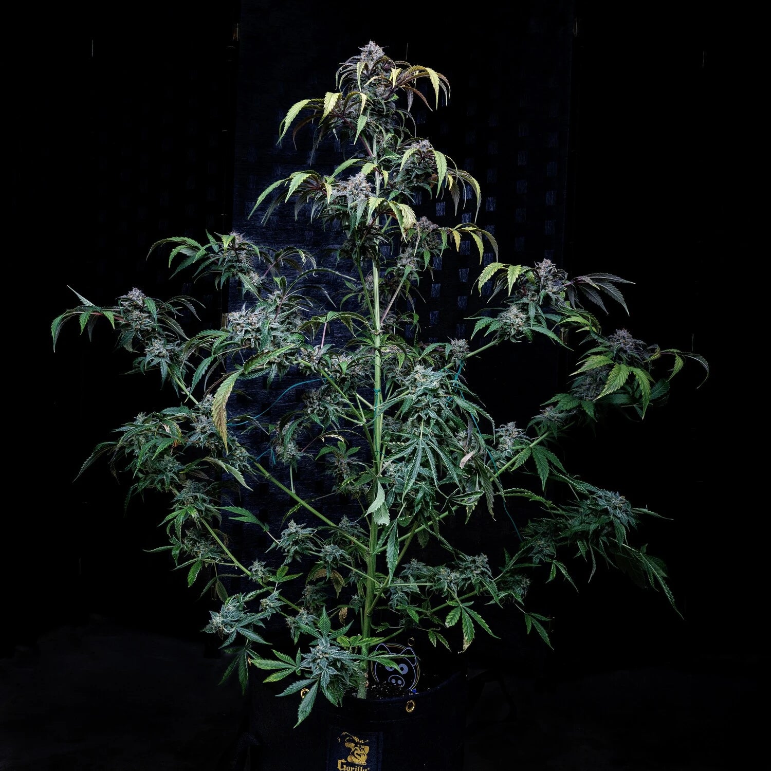 Rainbow Sundae 11 3+2 St. Mephisto Genetics