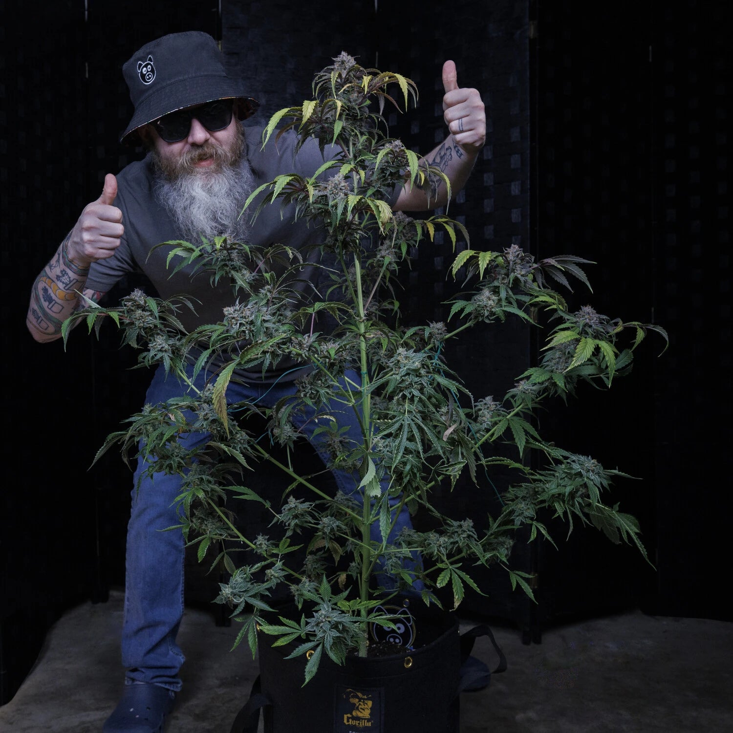 Rainbow Sundae 11 3+2 St. Mephisto Genetics