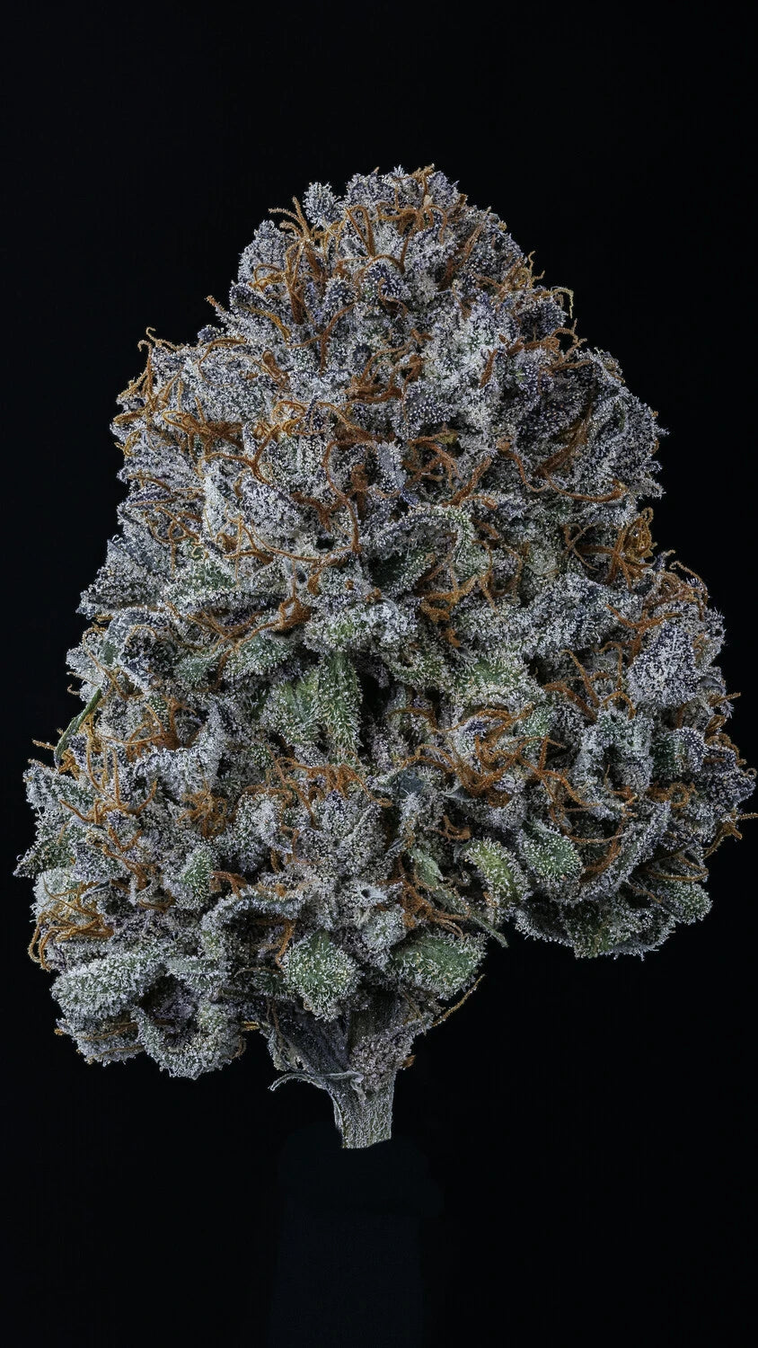 Rainbow Sundae 11 3+2 St. Mephisto Genetics