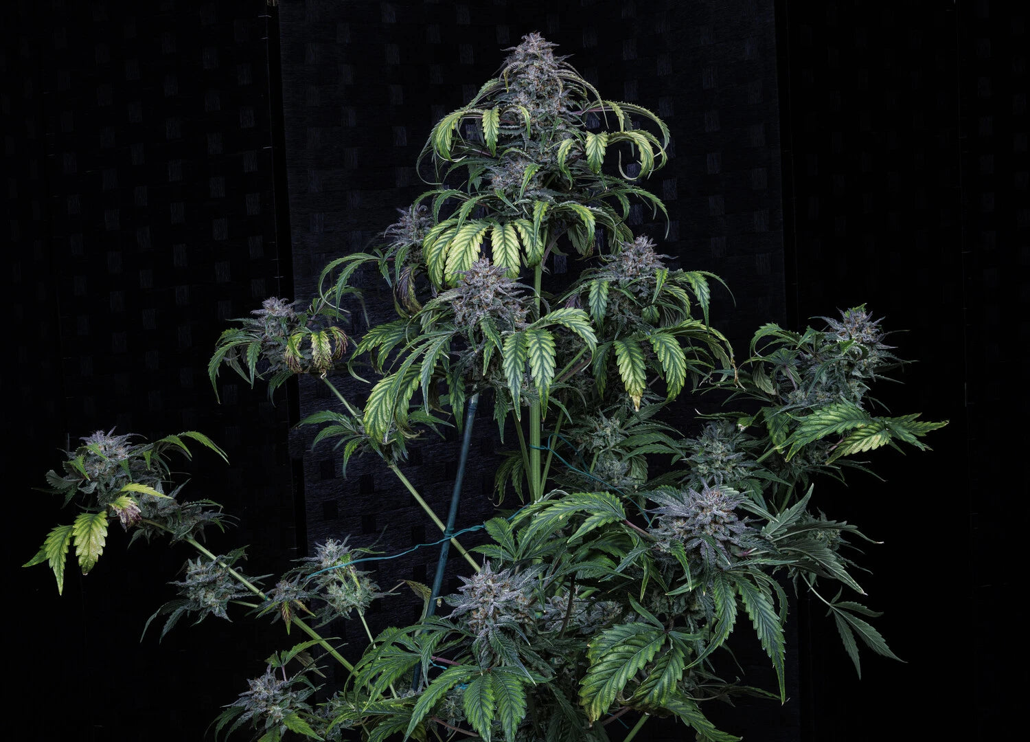 Rainbow Sundae 11 3+2 St. Mephisto Genetics
