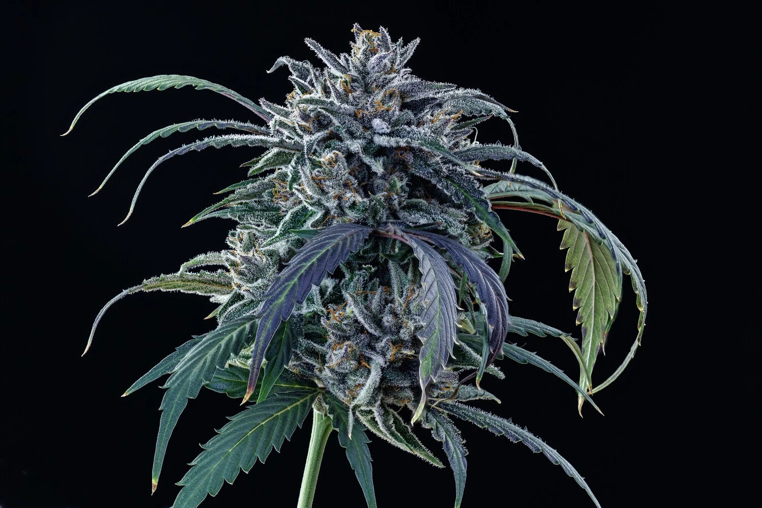 Rainbow Sundae 11 3+2 St. Mephisto Genetics