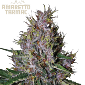 Amaretto Tarmac Auto von Seedstockers