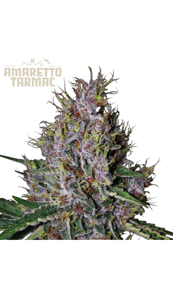 Amaretto Tarmac Auto von Seedstockers