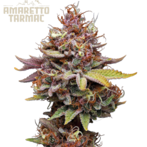Amaretto Tarmac von Seedstockers