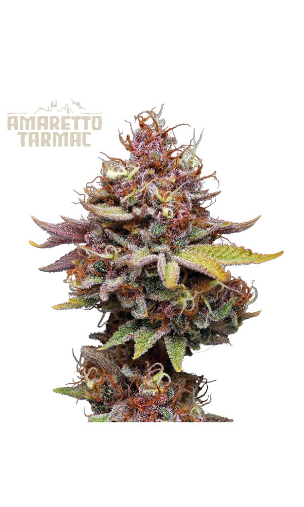 Amaretto Tarmac von Seedstockers