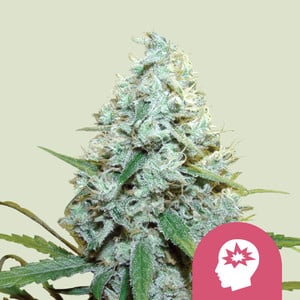 AMG - Amnesia Mac Ganja von Royal Queen Seeds