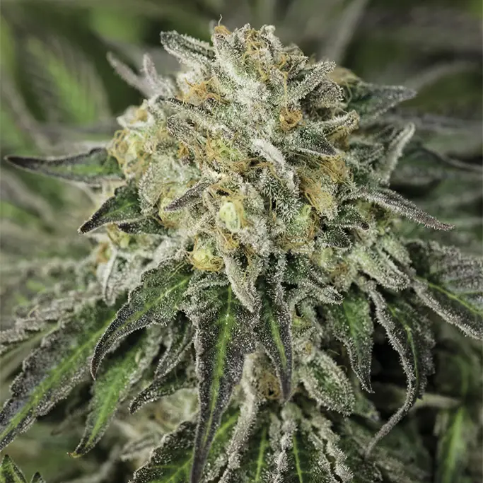 Amherst Sour Diesel von Humboldt Seed Organisation