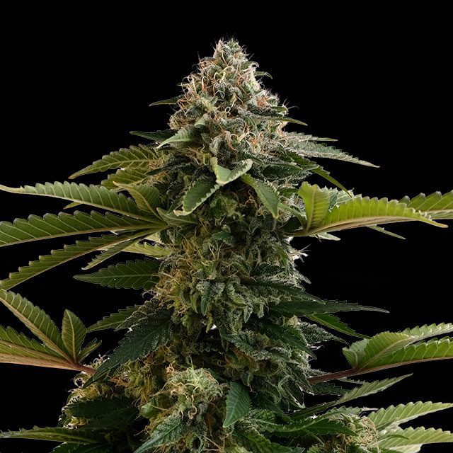 Amnesia Dream XL Auto von Kannabia Seed Company