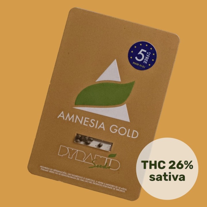 Amnesia Gold Pyramid Seeds