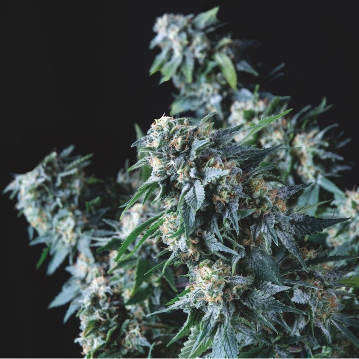 Amnesia Gold Pyramid Seeds