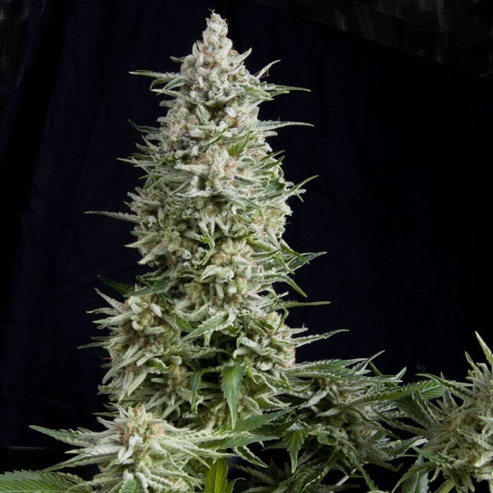 Amnesia Gold Pyramid Seeds