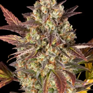Amnesia Haze Auto Barney's Farm