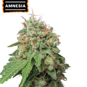 Amnesia Haze Auto von Seedstockers