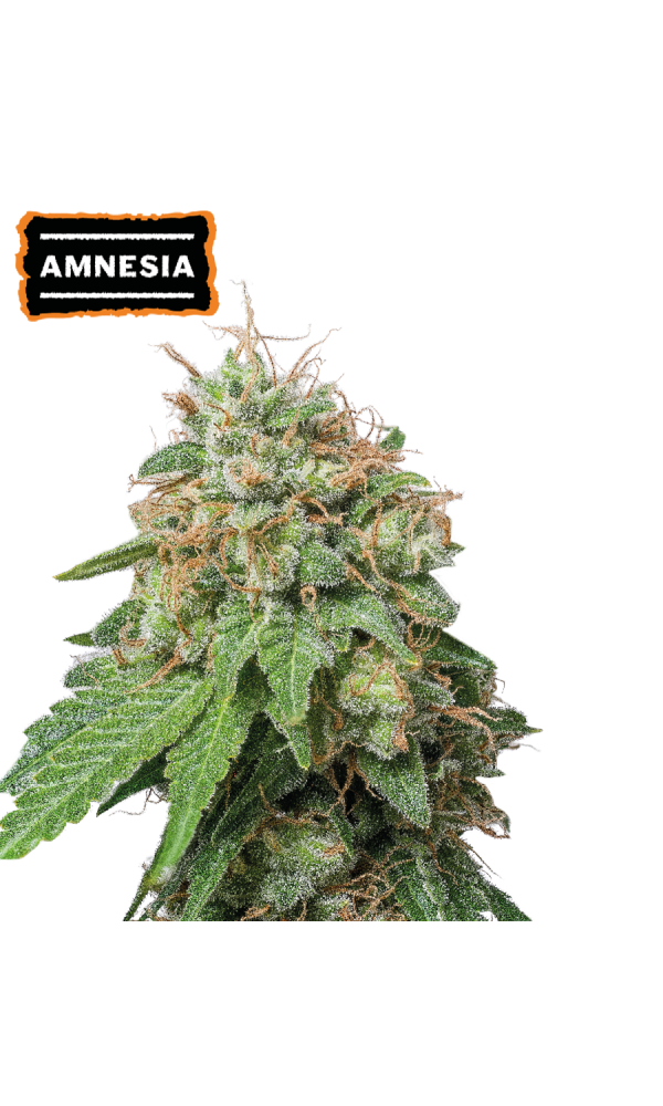 Amnesia Haze Auto von Seedstockers