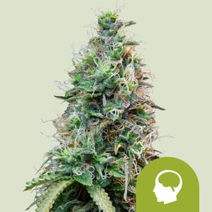 Amnesia Haze Auto von Royal Queen Seeds