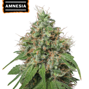 Amnesia Haze von Seedstockers