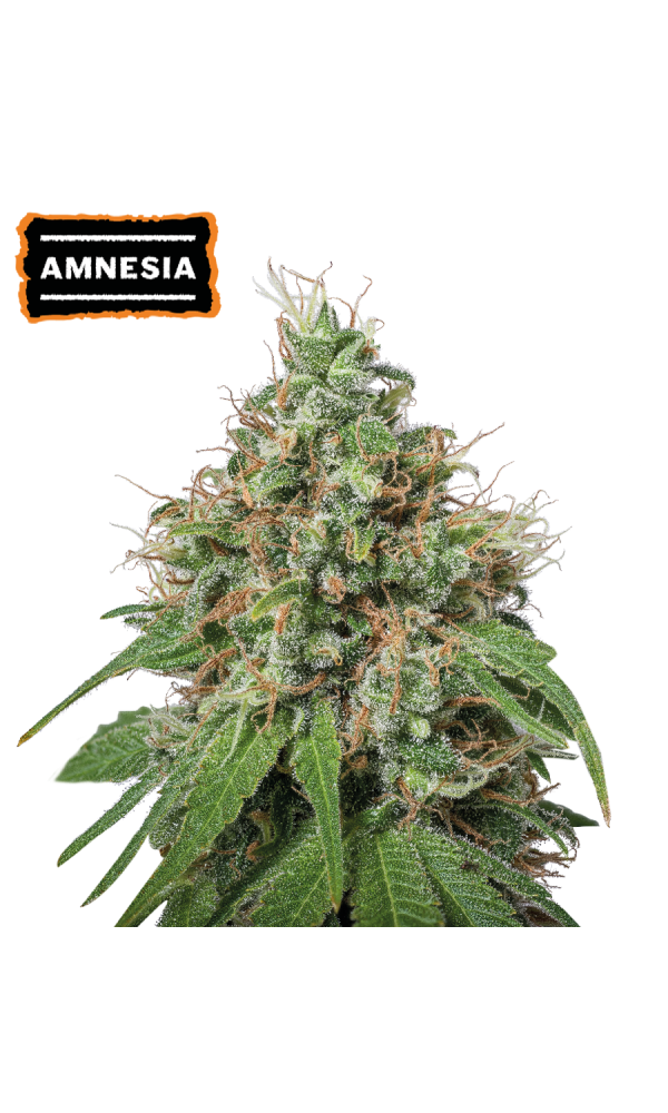 Amnesia Haze von Seedstockers