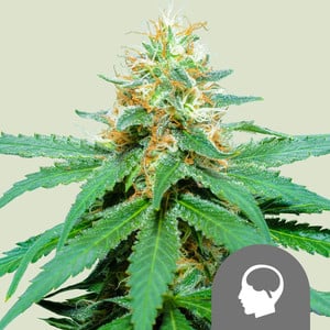 Amnesia Haze regulär 10 St. Royal Queen Seeds