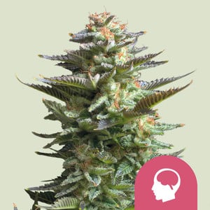 Amnesia Haze 3 St. Royal Queen Seeds