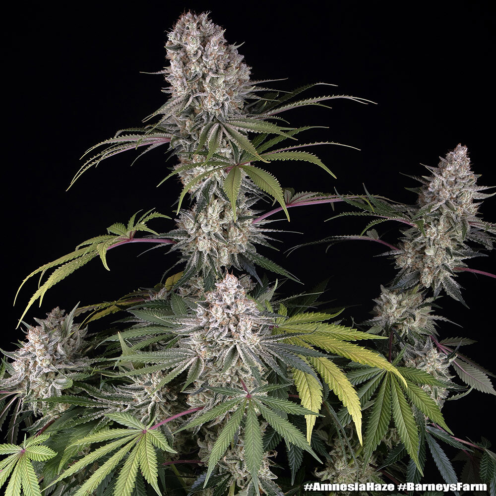 Amnesia Haze Barney's Farm