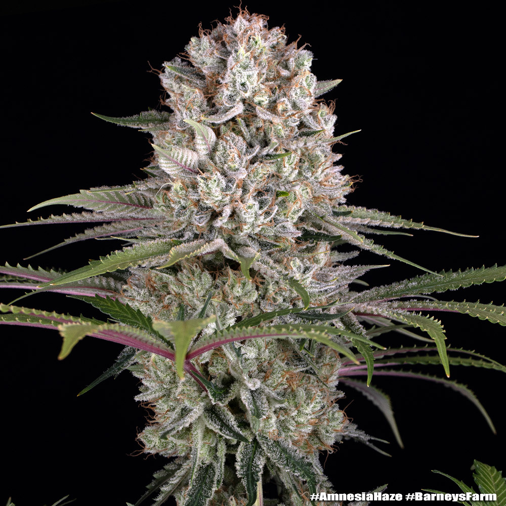 Amnesia Haze Barney's Farm